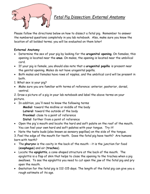 Fetal Pig Dissection External Anatomy For Fetal Pig Dissection