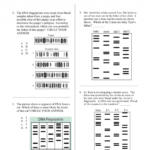 008 Essay On Dna Fingerprinting 008678379 1  Thatsnotus And Dna Fingerprinting And Paternity Worksheet Answer Key