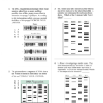 008 Essay On Dna Fingerprinting 008678379 1  Thatsnotus As Well As Dna Fingerprinting And Paternity Worksheet Answer Key