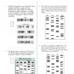 008 Essay On Dna Fingerprinting 008678379 1  Thatsnotus Throughout Dna Fingerprinting And Paternity Worksheet Answer Key