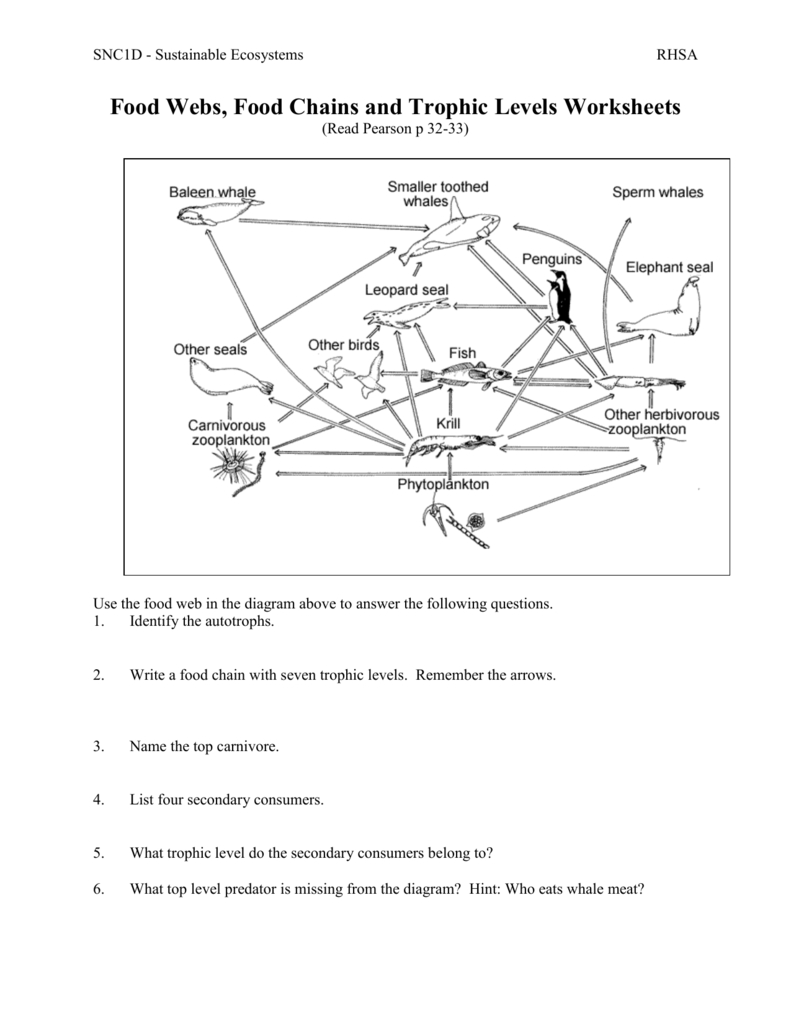02 Food Webs Chains Trophic Levels Ws Throughout Food Web Worksheet Answers