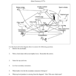 02 Food Webs Chains Trophic Levels Ws Within Food Web Worksheet