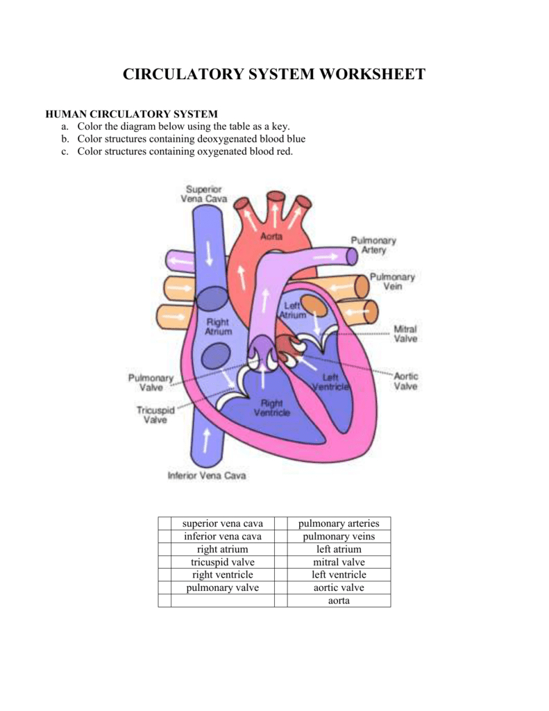 1 Circulatory System Worksheet For Blood Flow Worksheet Answer Key