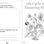 10 Readytogo Resources For Teaching Life Cycles  Scholastic Also Plant Reproduction Worksheet