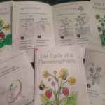 10 Readytogo Resources For Teaching Life Cycles  Scholastic Inside Plant Life Cycle Worksheet 3Rd Grade