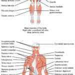 112 Naming Skeletal Muscles – Anatomy And Physiology Also The Framework Of The Body Worksheet Answers