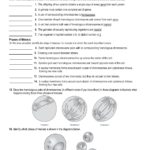 114 Meiosis Or Biology Section 11 4 Meiosis Worksheet Answer Key