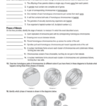114 Review Worksheet Together With Phases Of Meiosis Worksheet