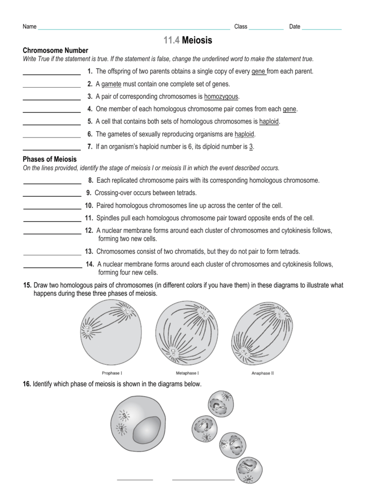 114 Review Worksheet Together With Phases Of Meiosis Worksheet