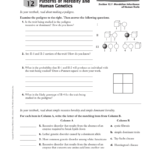 12 Patterns Of Heredity And Human Genetics Chapter Throughout Human Inheritance Worksheet Answers