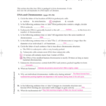 122 And Cell Cycle And Dna Replication Practice Worksheet Key