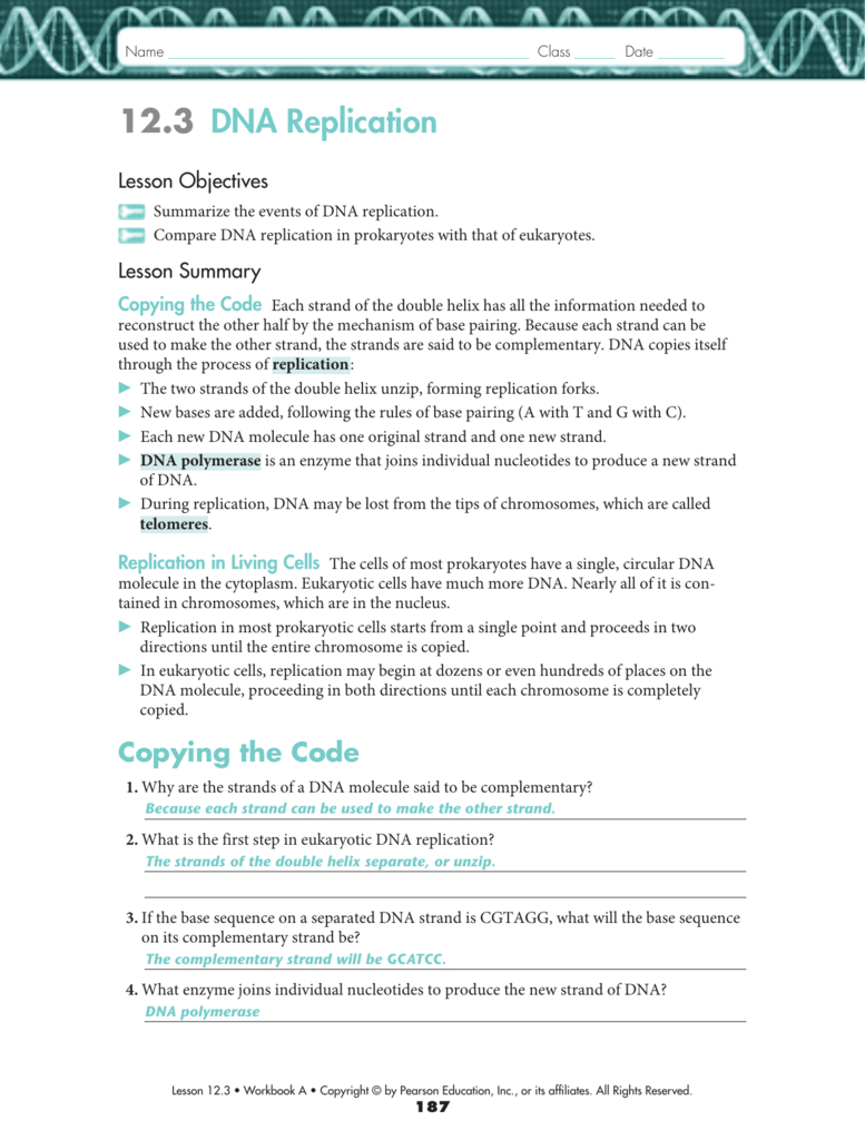 123 Dna Replication As Well As Dna Replication Worksheet Key
