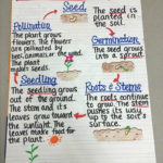 13 Creative Ways To Teach Plant Life Cycle  Weareteachers For Plant Life Cycle Worksheet 3Rd Grade