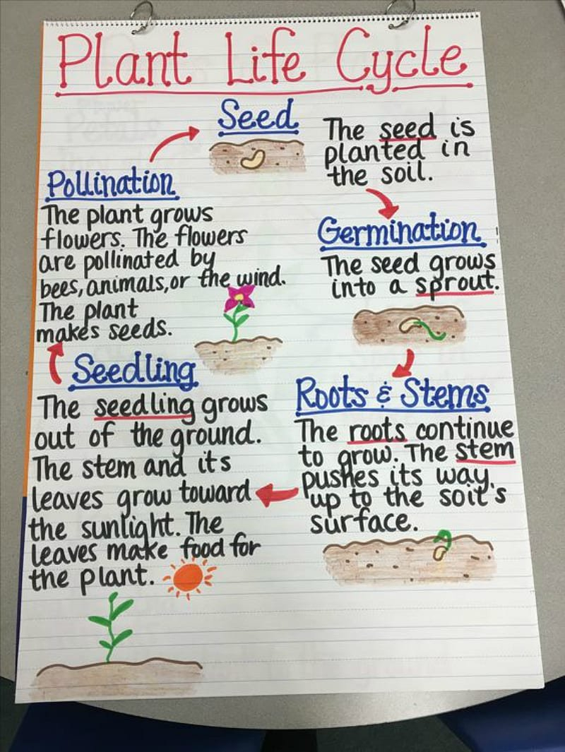 13 Creative Ways To Teach Plant Life Cycle  Weareteachers For Plant Life Cycle Worksheet 3Rd Grade