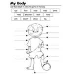 13 Drawing Worksheets Human Body For Free Download On Ayoqq Cliparts Intended For Human Body Worksheets