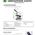 13  Microscope Parts  Powerpoint Worksheet Throughout Parts Of A Microscope Worksheet
