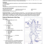 16 Frog Dissection Lab With Regard To Frog Dissection Worksheet