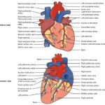 191 Heart Anatomy – Anatomy And Physiology And Heart Valves And The Cardiac Cycle Worksheet Answers