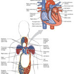 191 Heart Anatomy – Anatomy And Physiology Together With Chapter 11 The Cardiovascular System Worksheet Answer Key