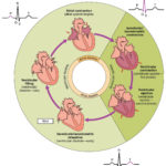 193 Cardiac Cycle – Anatomy And Physiology With Heart Valves And The Cardiac Cycle Worksheet Answers