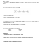 2 Cellular Respiration Worksheet With Regard To Cellular Respiration Review Worksheet Answer Key