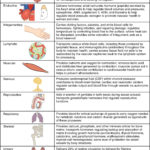 205 Circulatory Pathways – Anatomy And Physiology Intended For Blood Flow Worksheet Answer Key