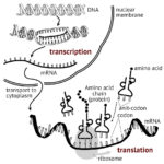 21 Essential Ideas 217 Dna Replication Transcription And For Transcription And Translation Worksheet Answer Key Biology