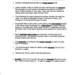 22 New The Absorption Of Chlorophyll Worksheet Answers Images With Regard To Water Carbon And Nitrogen Cycle Worksheet Color Sheet