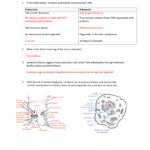 23 Eukaryote Questions Answered And Prokaryotic And Eukaryotic Cells Worksheet Answers