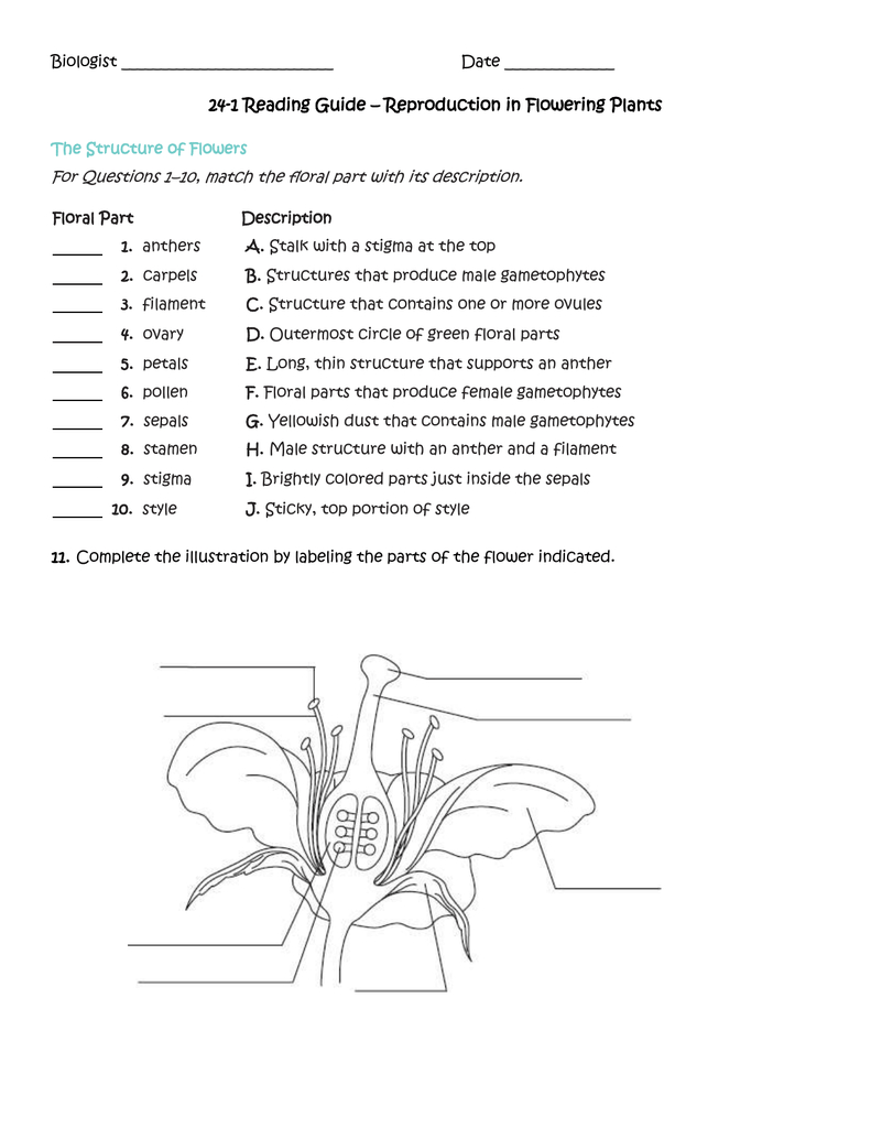 241 Reading Guide Throughout Plant Reproduction Worksheet Answers