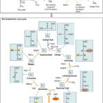 242 Carbohydrate Metabolism – Anatomy And Physiology With The Krebs Cycle Student Worksheet