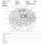 29 Fresh Cells Alive Plant Cell Worksheet Answers For Cells Alive Cell Cycle Worksheet Answers