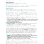 331 The Circulatory System For Circulatory System Study Questions Worksheet