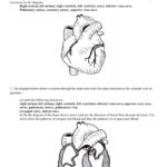 4 Heart Worksheet In Blood Flow Worksheet Answer Key