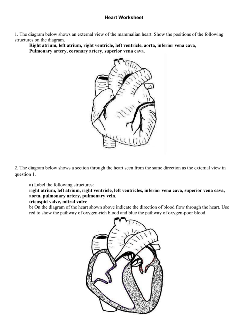 4 Heart Worksheet In Blood Flow Worksheet Answer Key