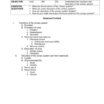 402 Within Urinary System Activity Worksheet