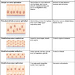 42 Epithelial Tissue – Anatomy And Physiology Along With Epithelial Tissue Coloring Worksheet