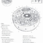 58 Elegant Photos Of Animal Cell And Labels  Warrantnavi With Animal And Plant Cell Labeling Worksheet