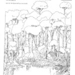 6 Biome Drawing Rainforest Layer For Free Download On Ayoqq Cliparts Together With Layers Of The Rainforest Worksheet