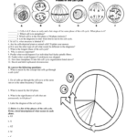 6 The Cell Cycle Worksheet Inside Cell Cycle Labeling Worksheet Answers