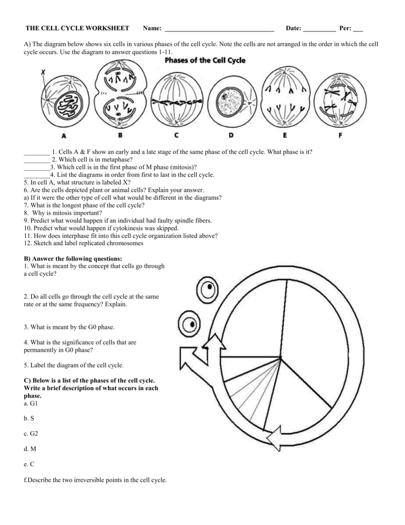 6 The Cell Cycle Worksheet Regarding Mitosis Worksheet Phases Of The Cell Cycle Answers