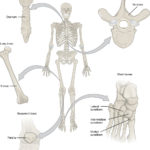 62 Bone Classification – Anatomy And Physiology As Well As The Framework Of The Body Worksheet Answers