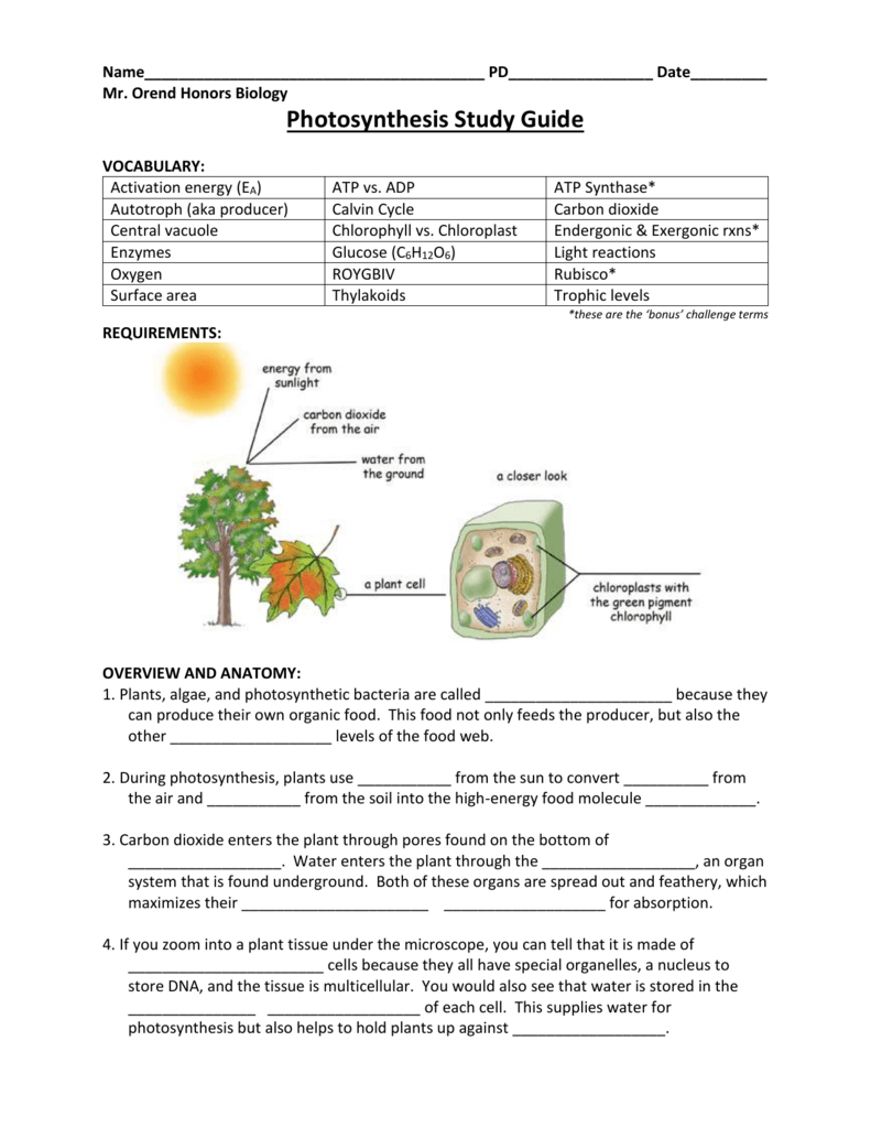 6B Photosynthesis Summary Worksheet Or Photosynthesis Worksheet High School
