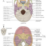 72 The Skull – Anatomy And Physiology Intended For Skull Labeling Worksheet