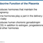 9 The Endocrine System  Ppt Download Intended For Human Endocrine Hormones Worksheet