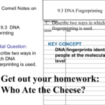 93 Dna Fingerprinting With Regard To Dna Fingerprinting Worksheet