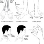 95 Types Of Body Movements – Anatomy And Physiology With Joints Worksheet Answers