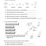 Act Food Webs And Food Chains Worksheet For Food Chain Worksheet