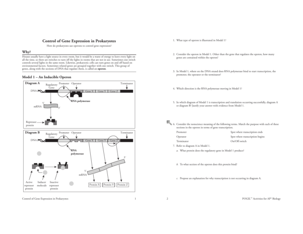 control-of-gene-expression-in-prokaryotes-worksheet-answers-excelguider