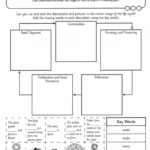 Adapting Plant Life Cycle Worksheet For Students Who Are Blind Or For Plant Life Cycle For Kindergarten Worksheet
